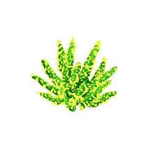 Green Acropora